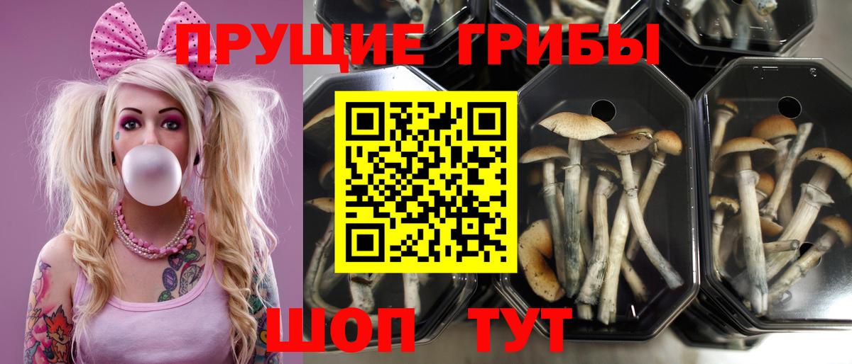 Галлюциногенные грибы прущие грибы  Псилоцибиновые грибы мицелий  Вход с VPN  Трёхгорный 
